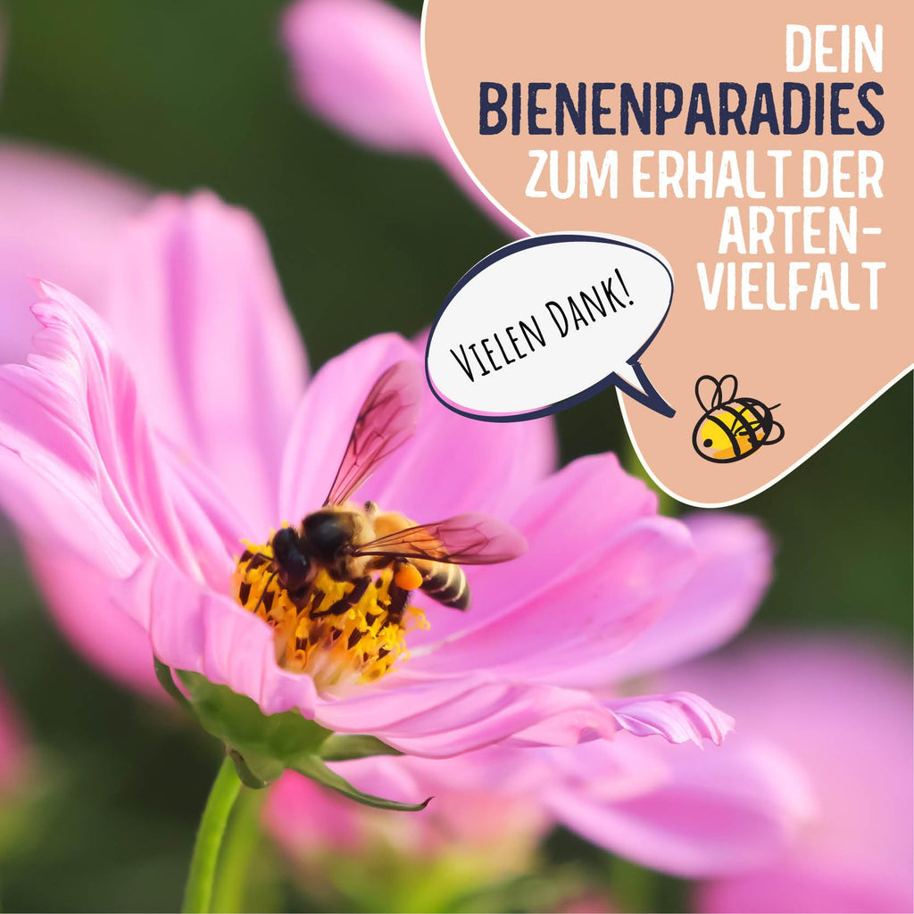 Blumenwiese Samen – bienenfreundlich