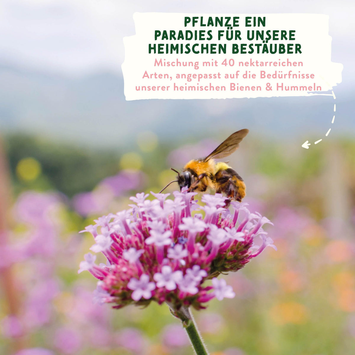 Wildblumensamen im Lehmmantel