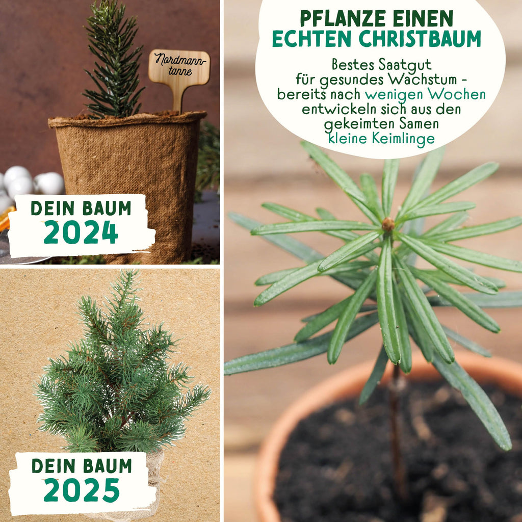 Weihnachtsbaum Samentütchen als Geschenk