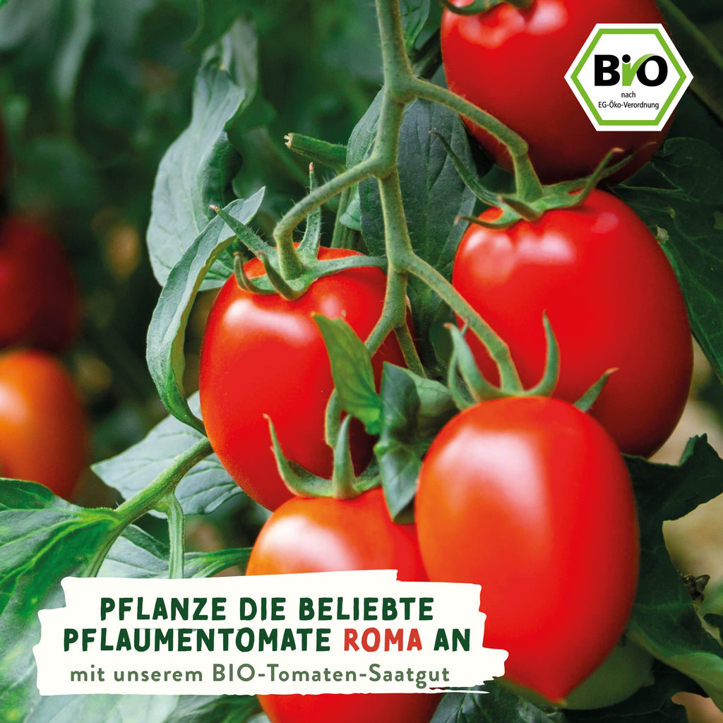 BIO Tomaten Samen – Einzeltütchen