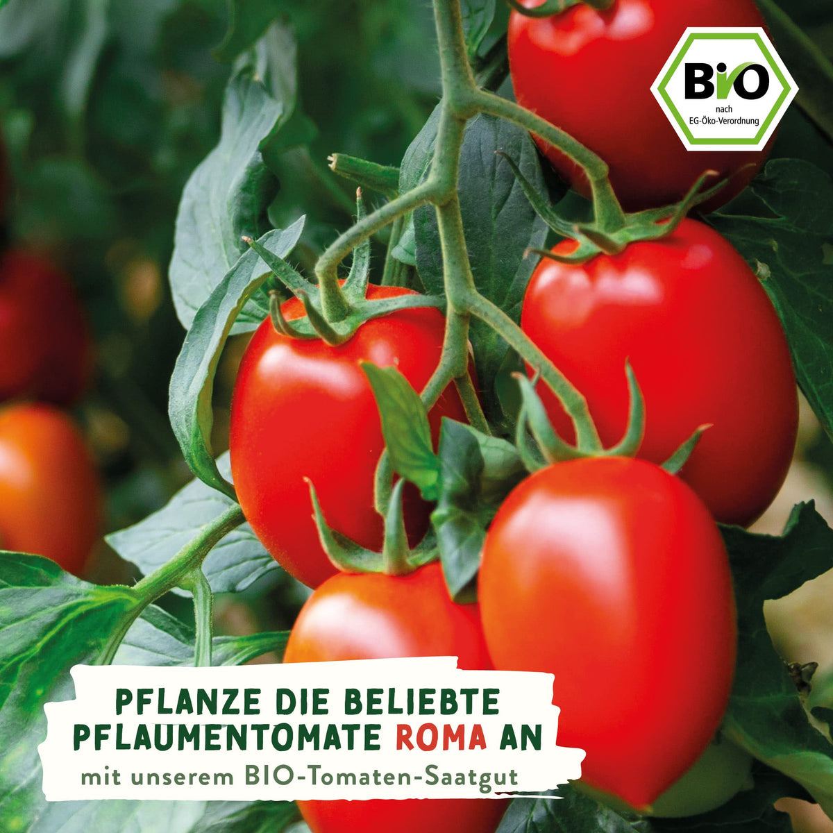 BIO Tomaten Samen – Einzeltütchen