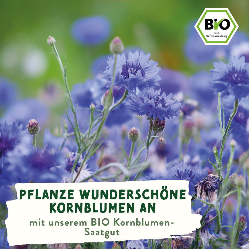 BIO Wildblumen Samen – Einzeltütchen