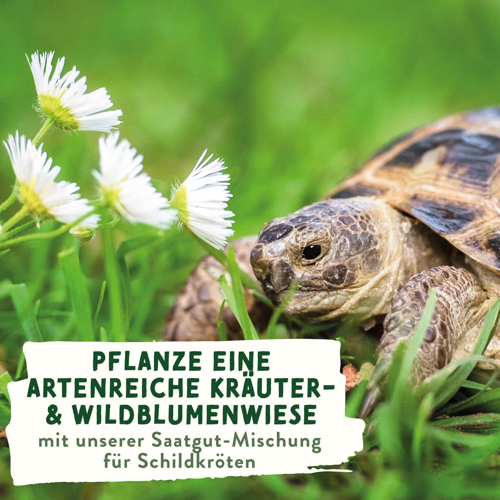 Schildkröten Samenmischung