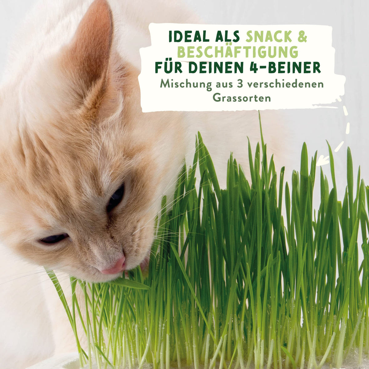 Katzengras Samen
