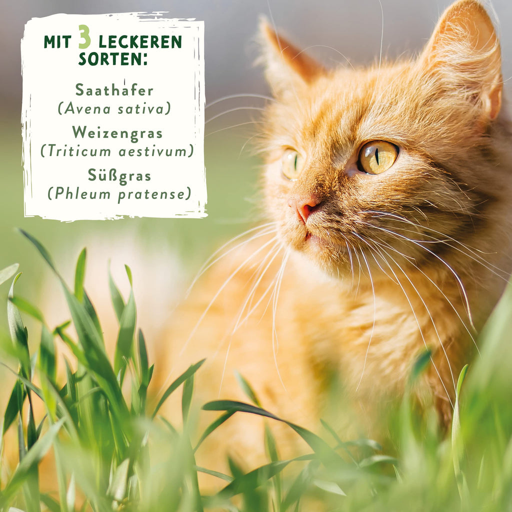 Katzengras Samen