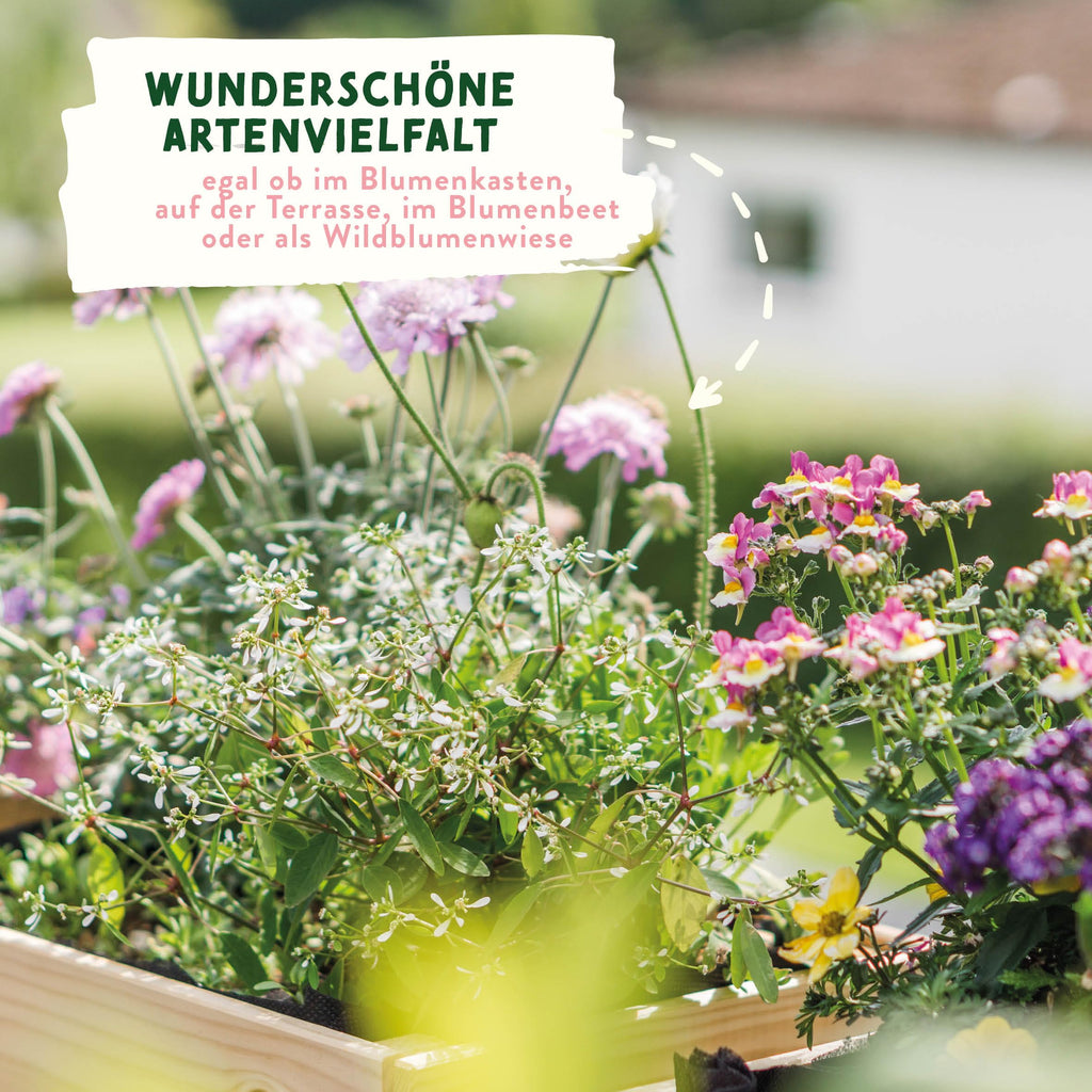 Wildblumensamen im Lehmmantel