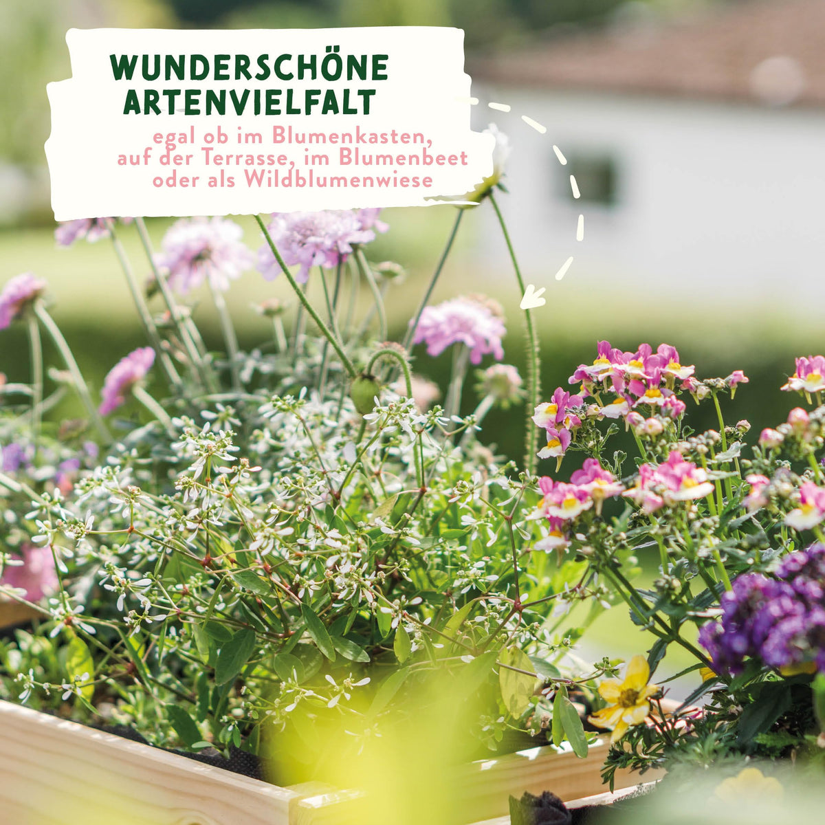 Wildblumensamen im Lehmmantel