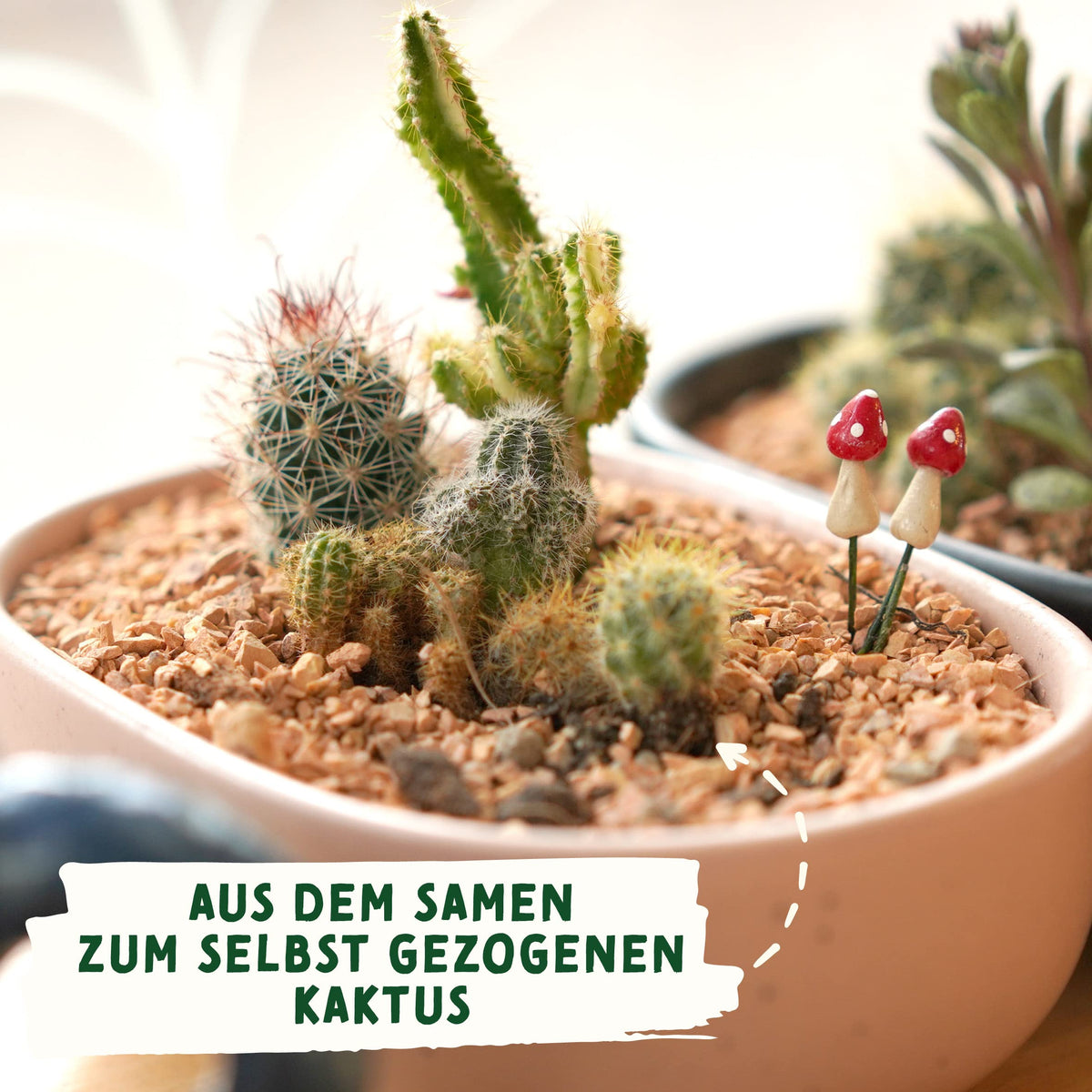 Kaktus Samen