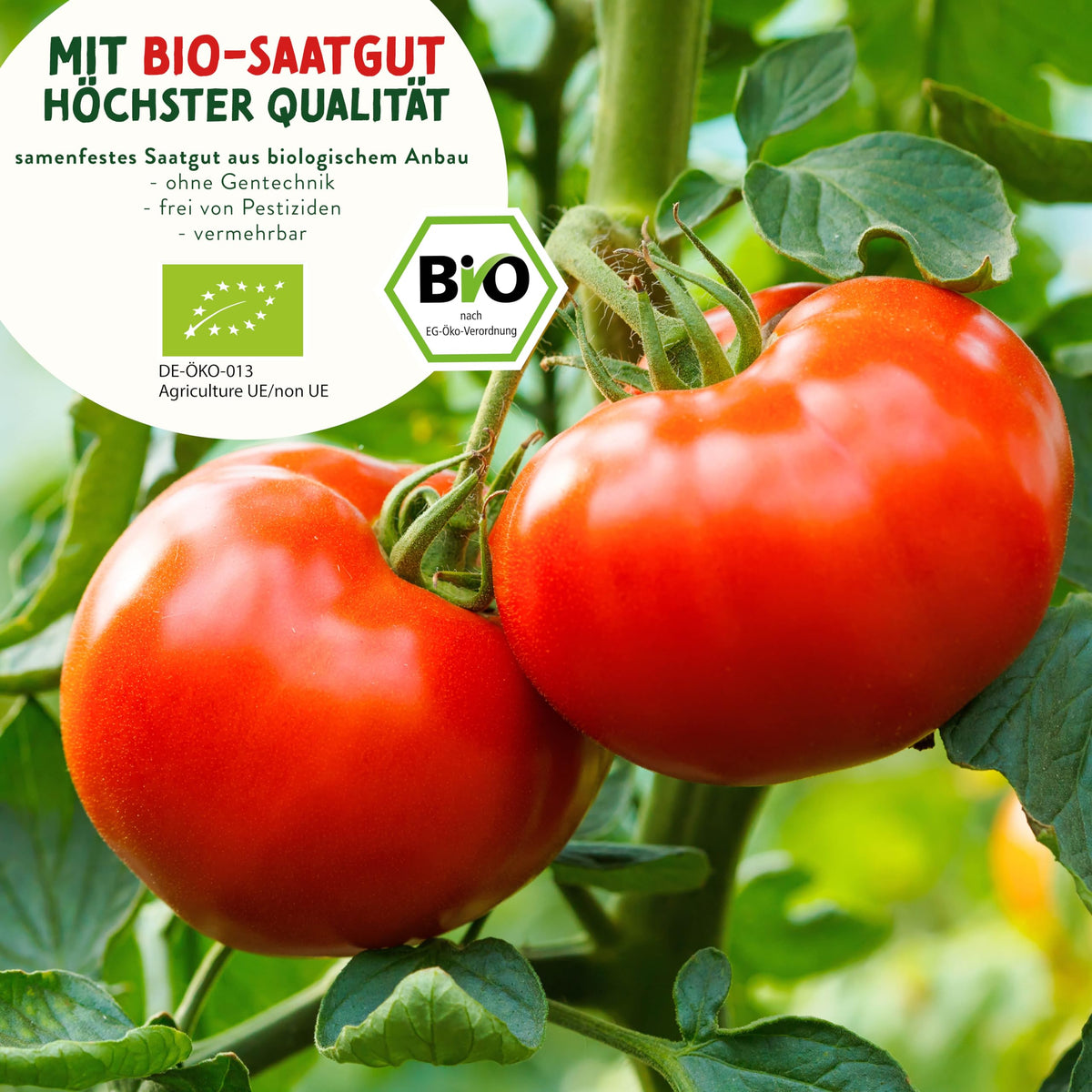 BIO Tomaten Samen Set