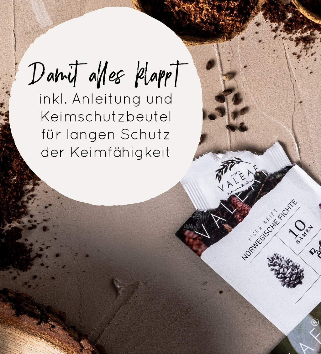Bonsai Samen aus 5 Kontinenten