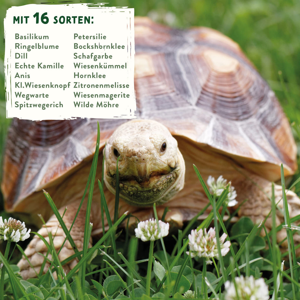 Schildkröten Samenmischung