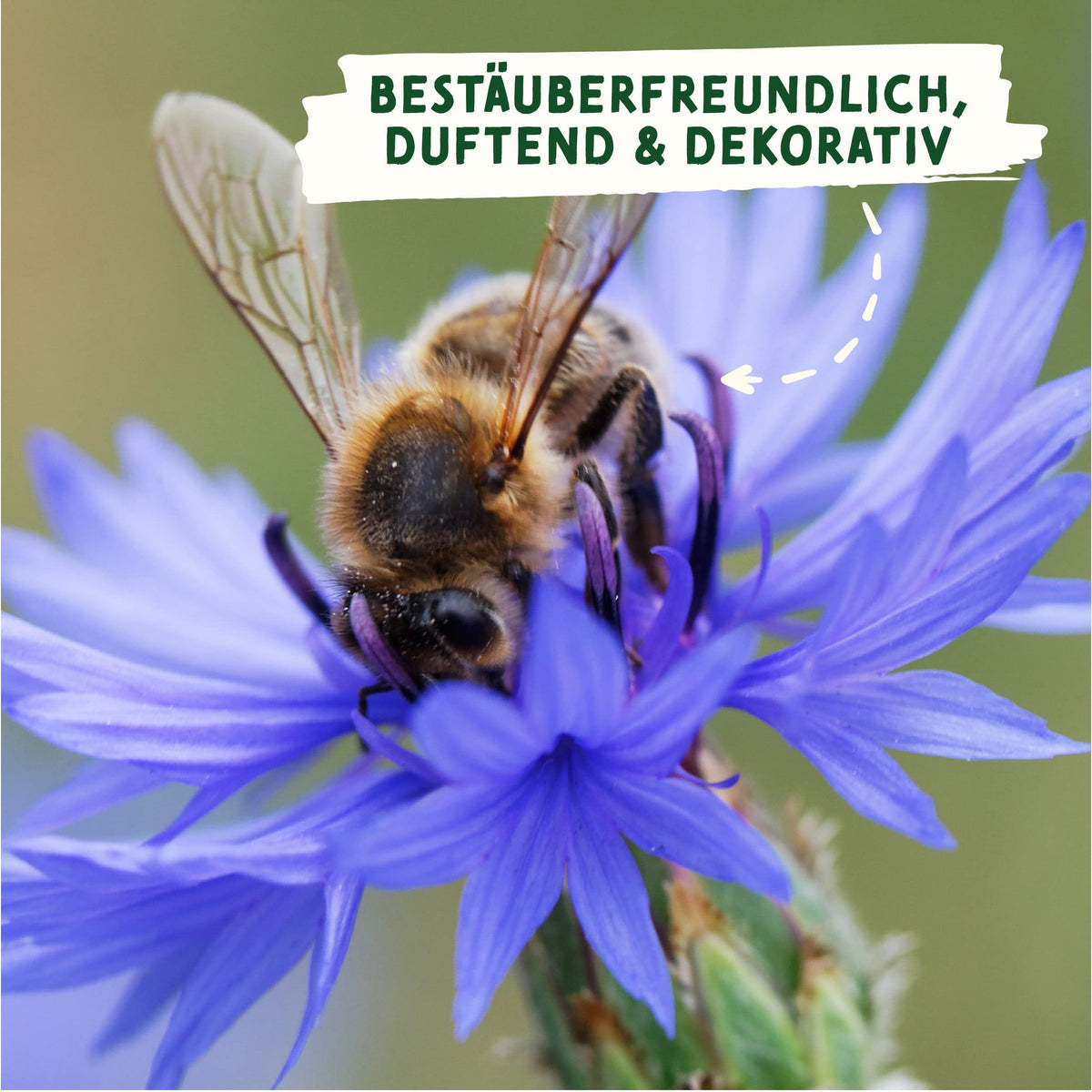 BIO Wildblumen Samen – Einzeltütchen