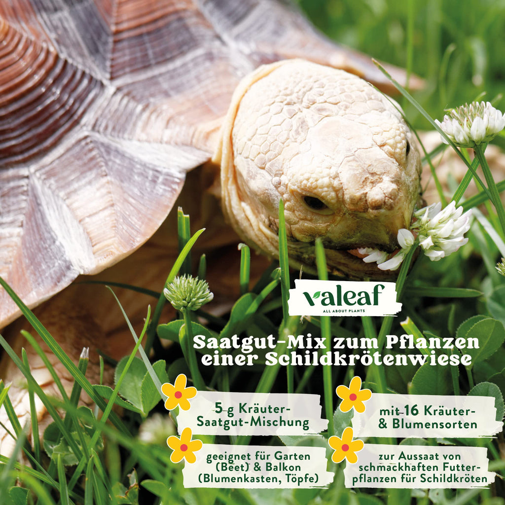 Schildkröten Samenmischung