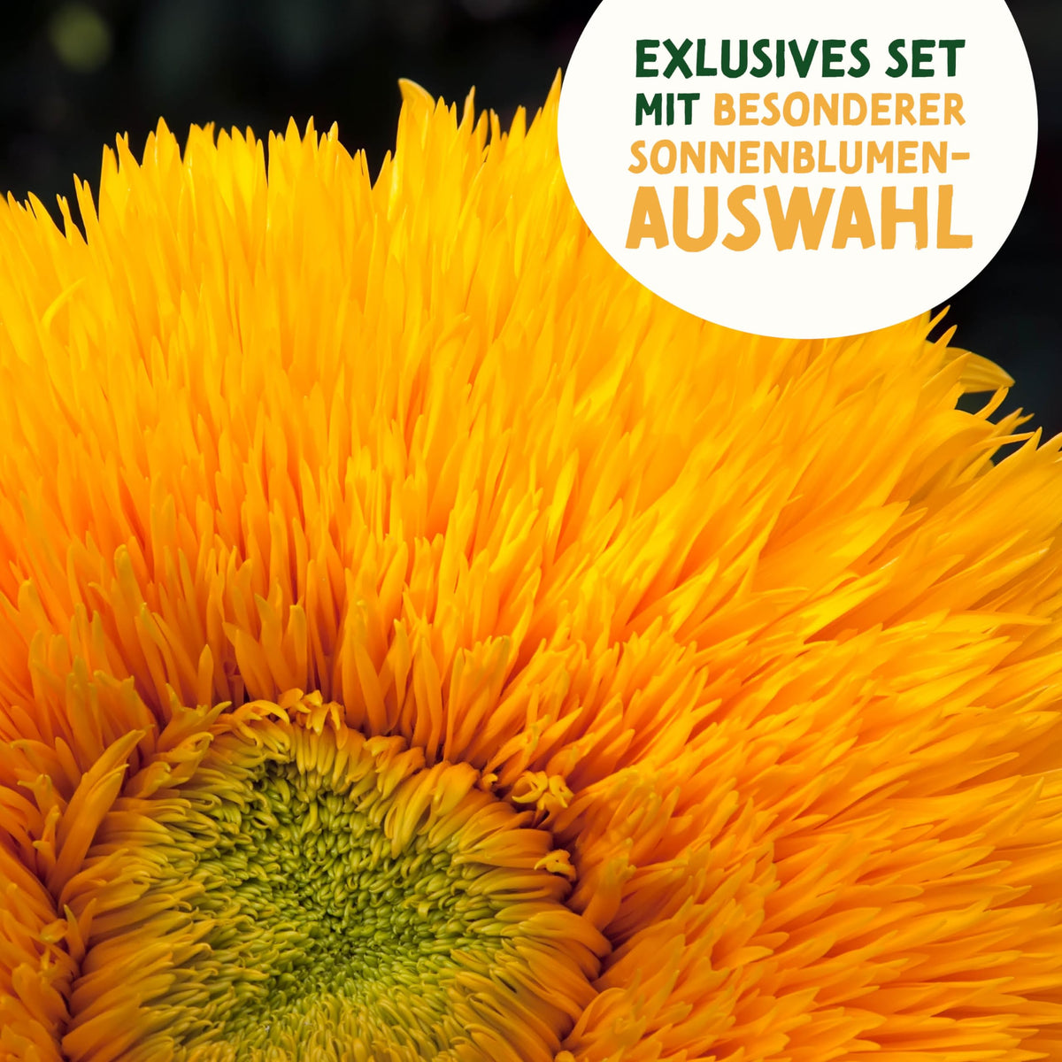Sonnenblumen Samen Set