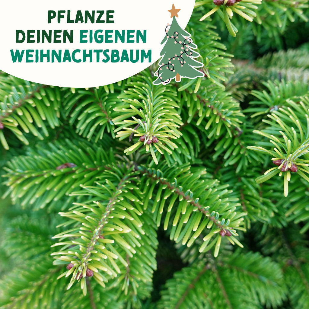 Weihnachtsbaum Samentütchen als Geschenk