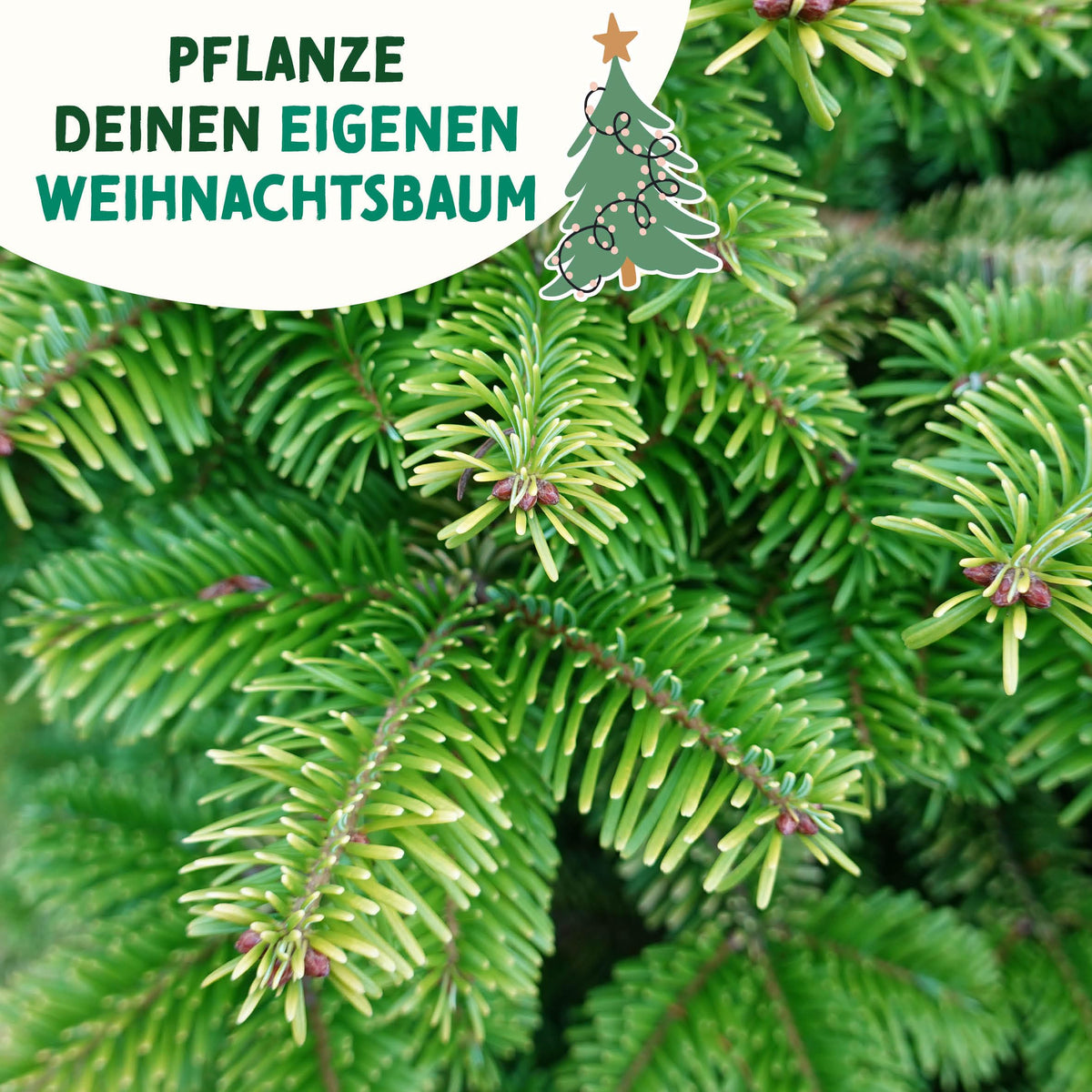 Weihnachtsbaum Samentütchen als Geschenk
