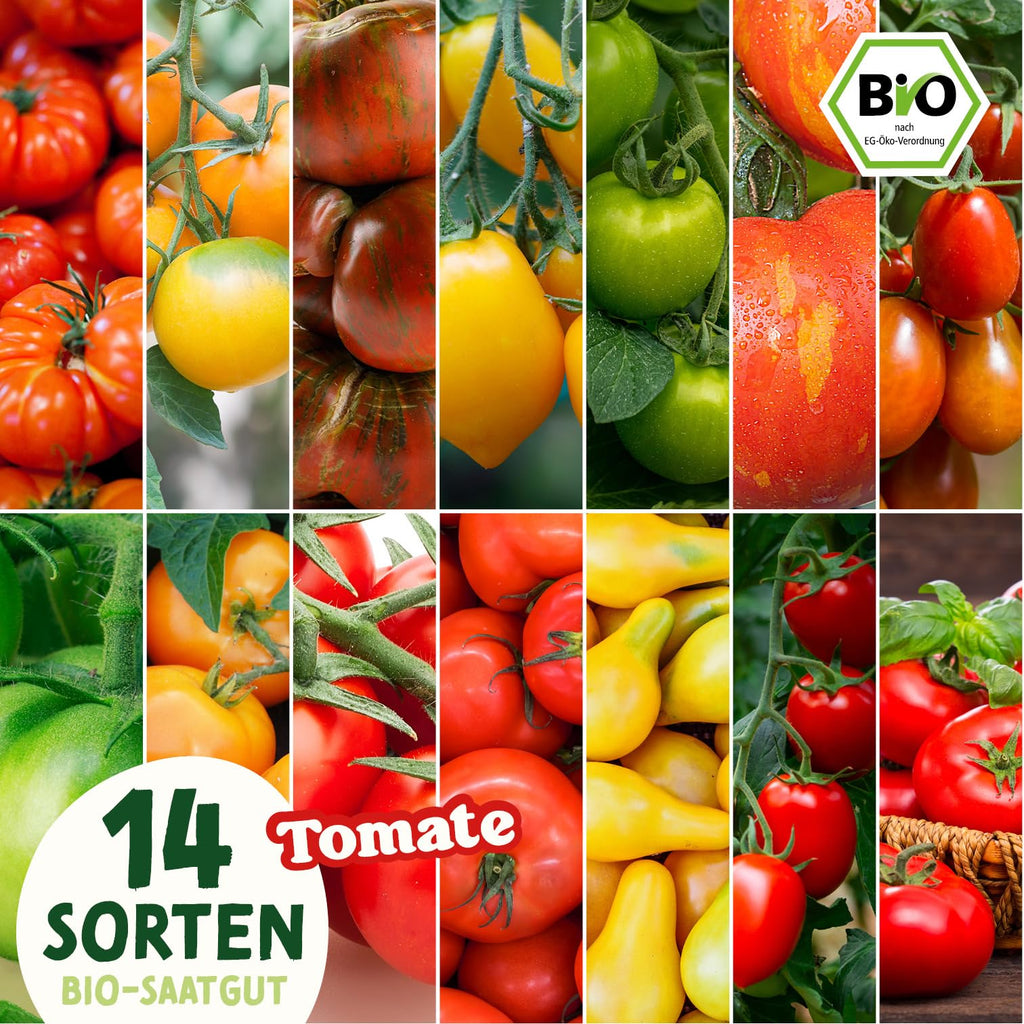 BIO Tomaten Samen Set