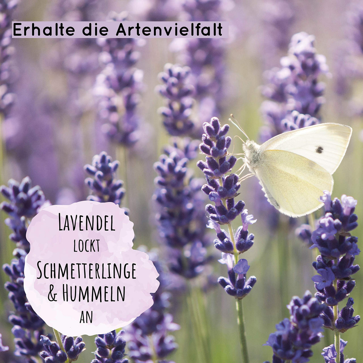 BIO Lavendel Samen