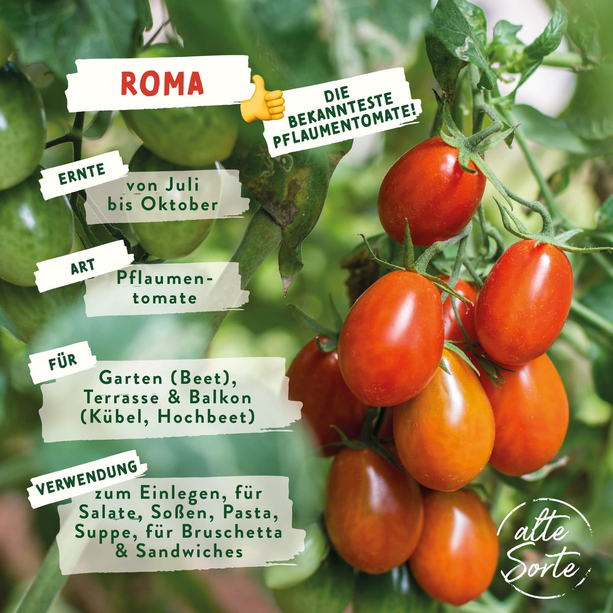 BIO Tomaten Samen – Einzeltütchen