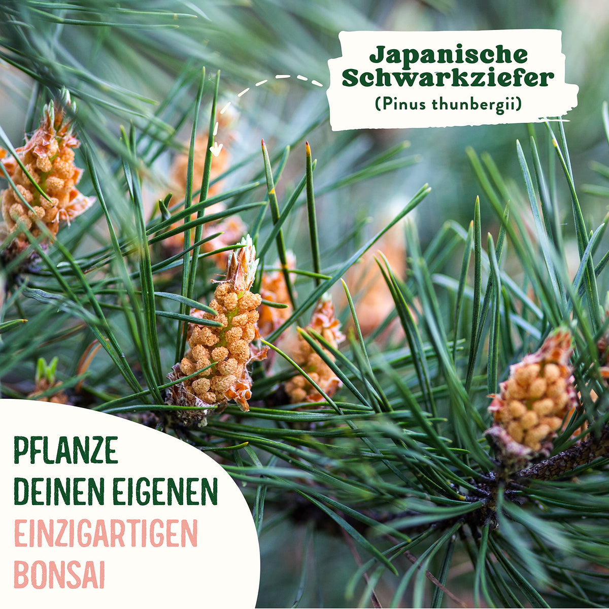 Bonsai Starter Kit Japanische Schwarzkiefer