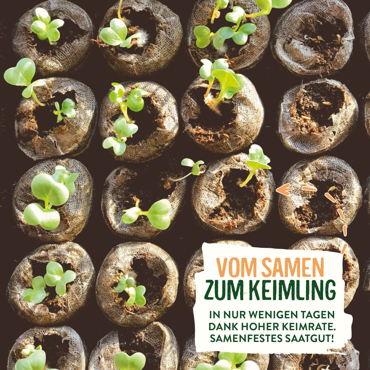 BIO Mini Gemüse Samen Set