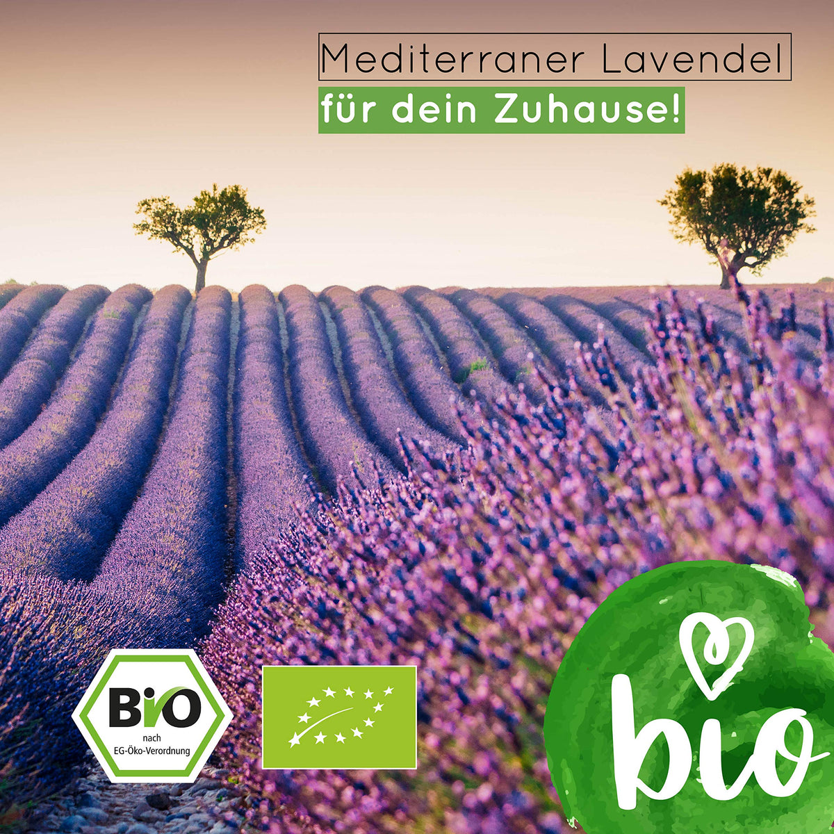 BIO Lavendel Samen