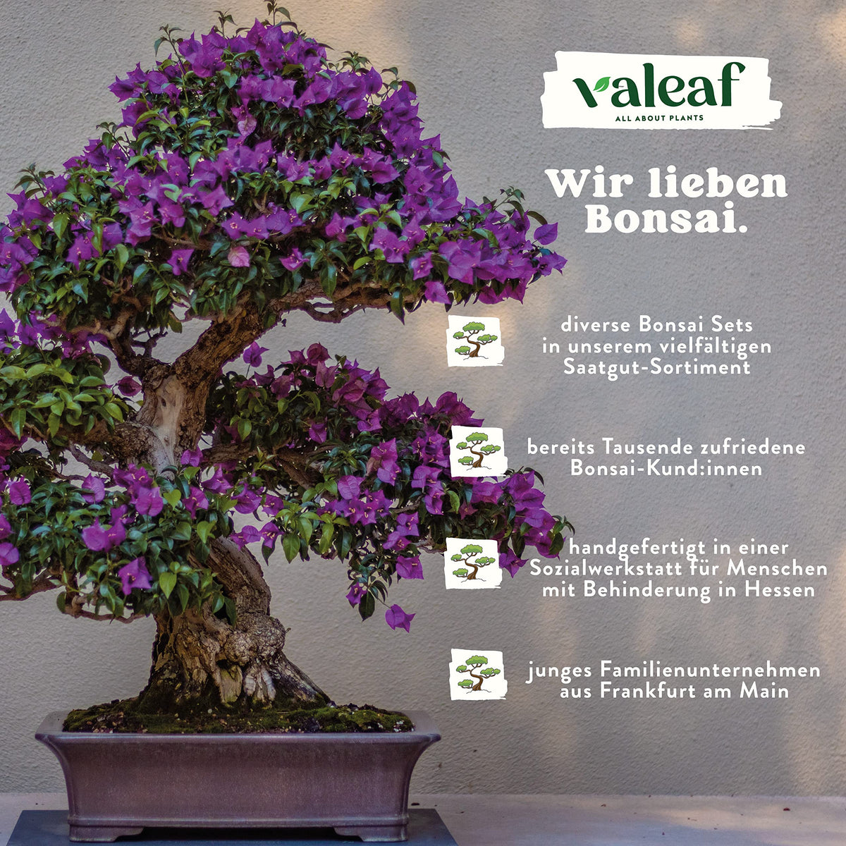 Bonsai Starter Kit Japanische Schwarzkiefer