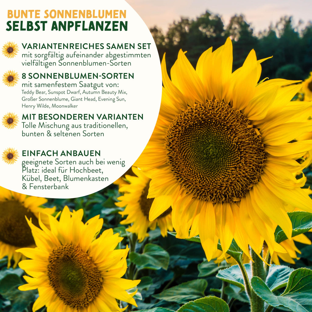 Sonnenblumen Samen Set
