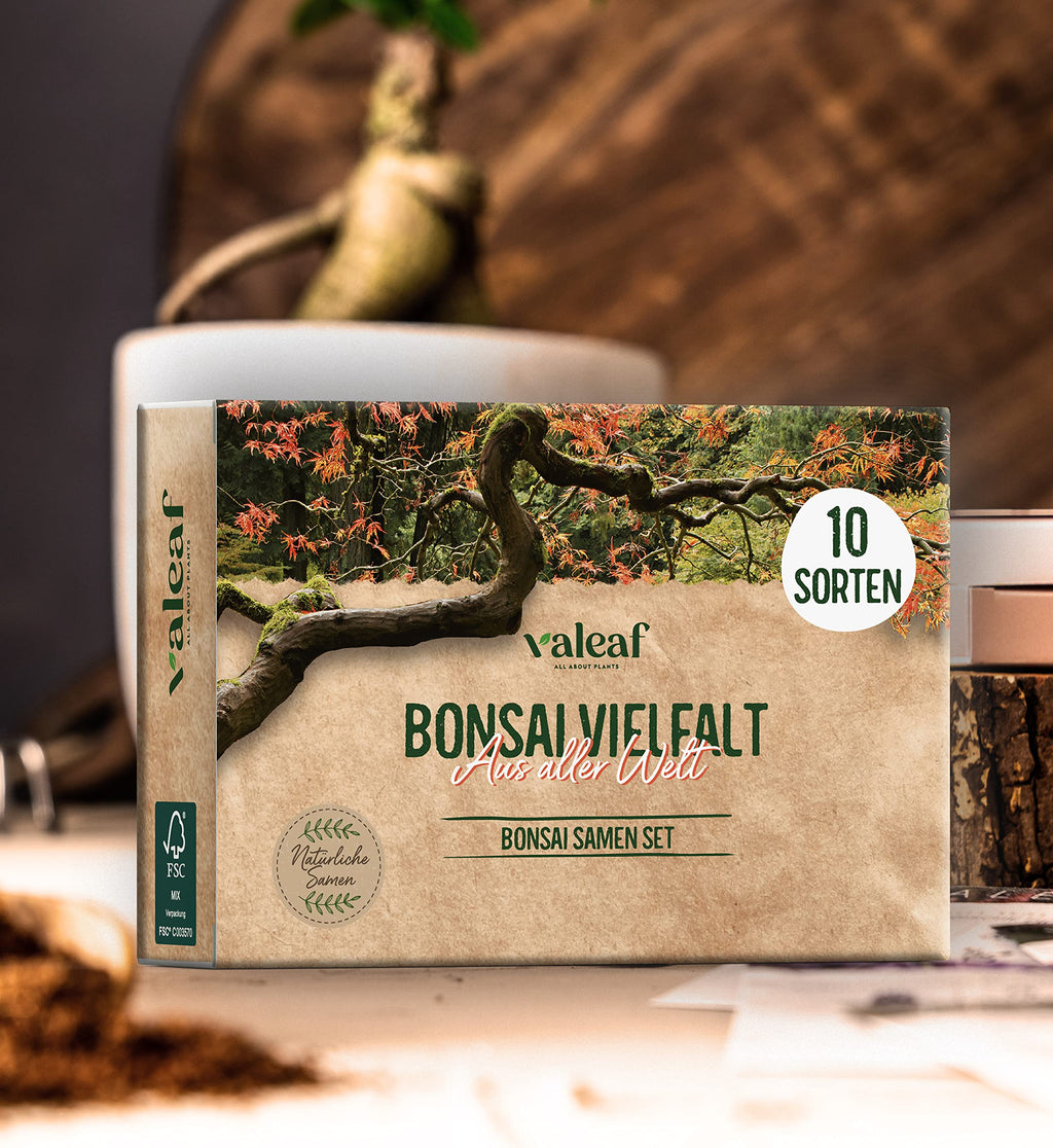 Bonsai Samen aus 5 Kontinenten