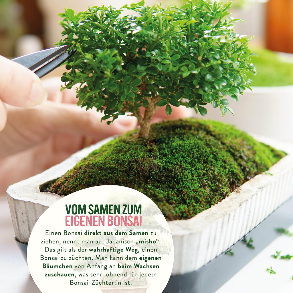 Bunte Bonsai Samen Set