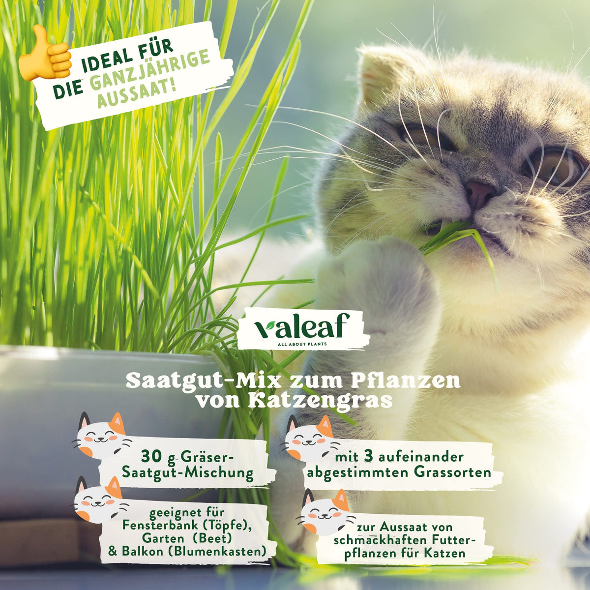 Katzengras Samen