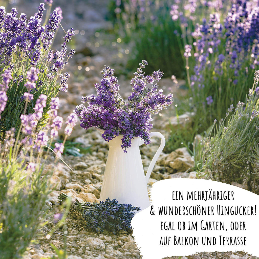 BIO Lavendel Samen