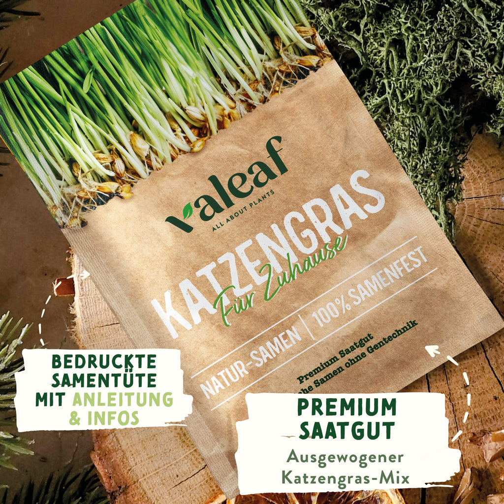 Katzengras Samen