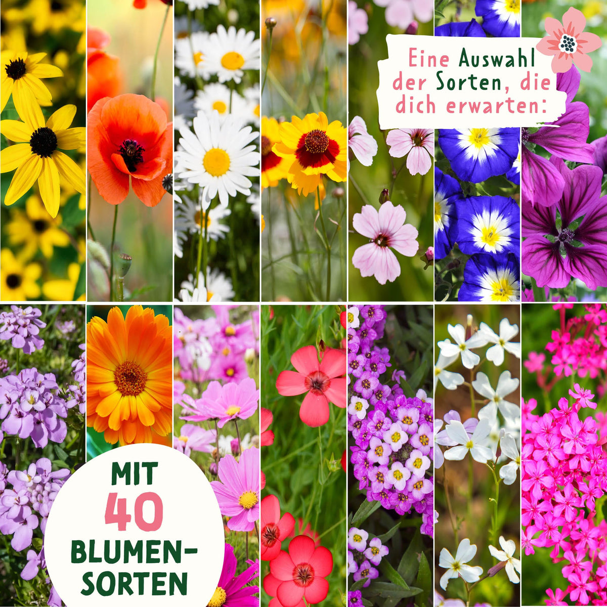 Wildblumensamen im Lehmmantel