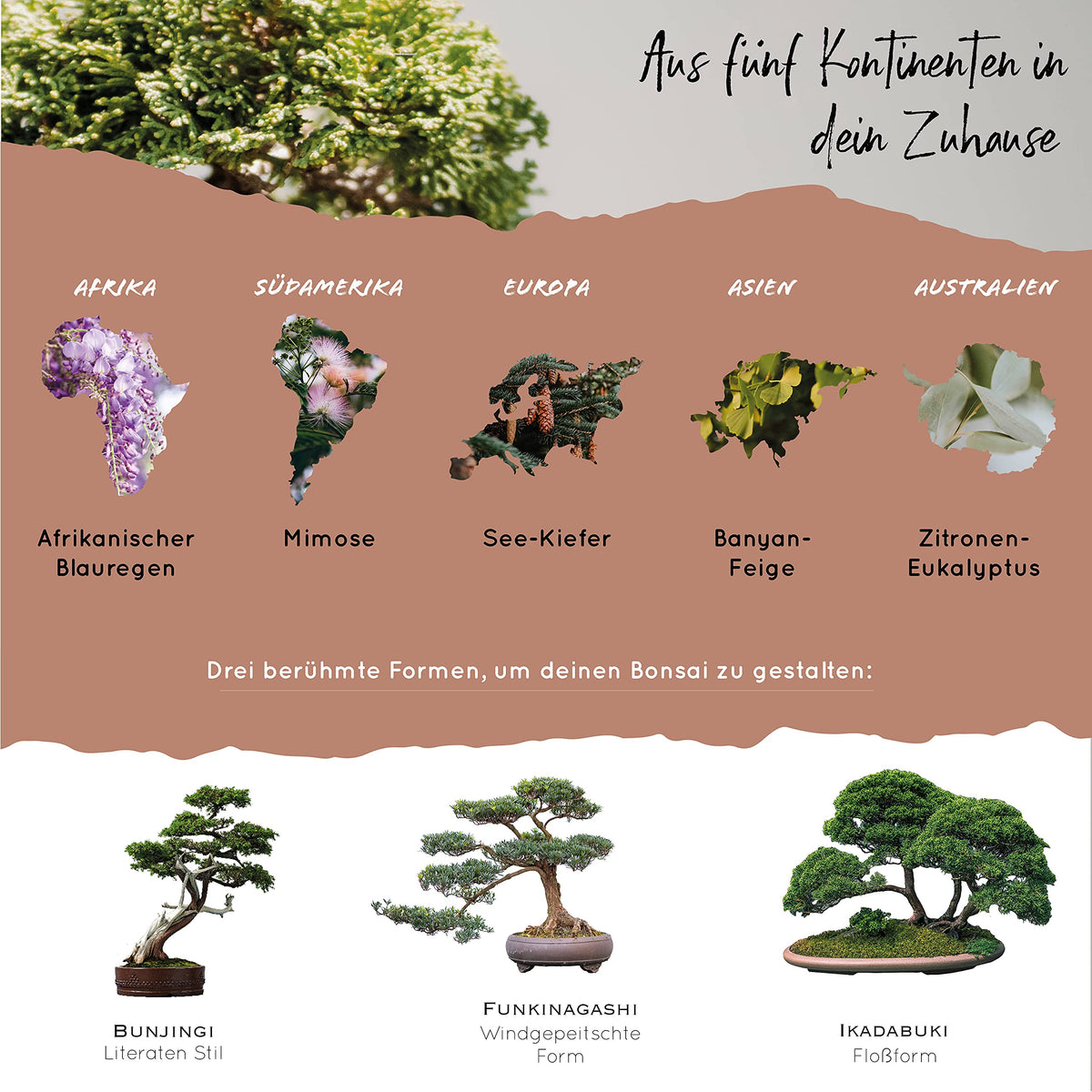 Bonsai Samen aus 5 Kontinenten