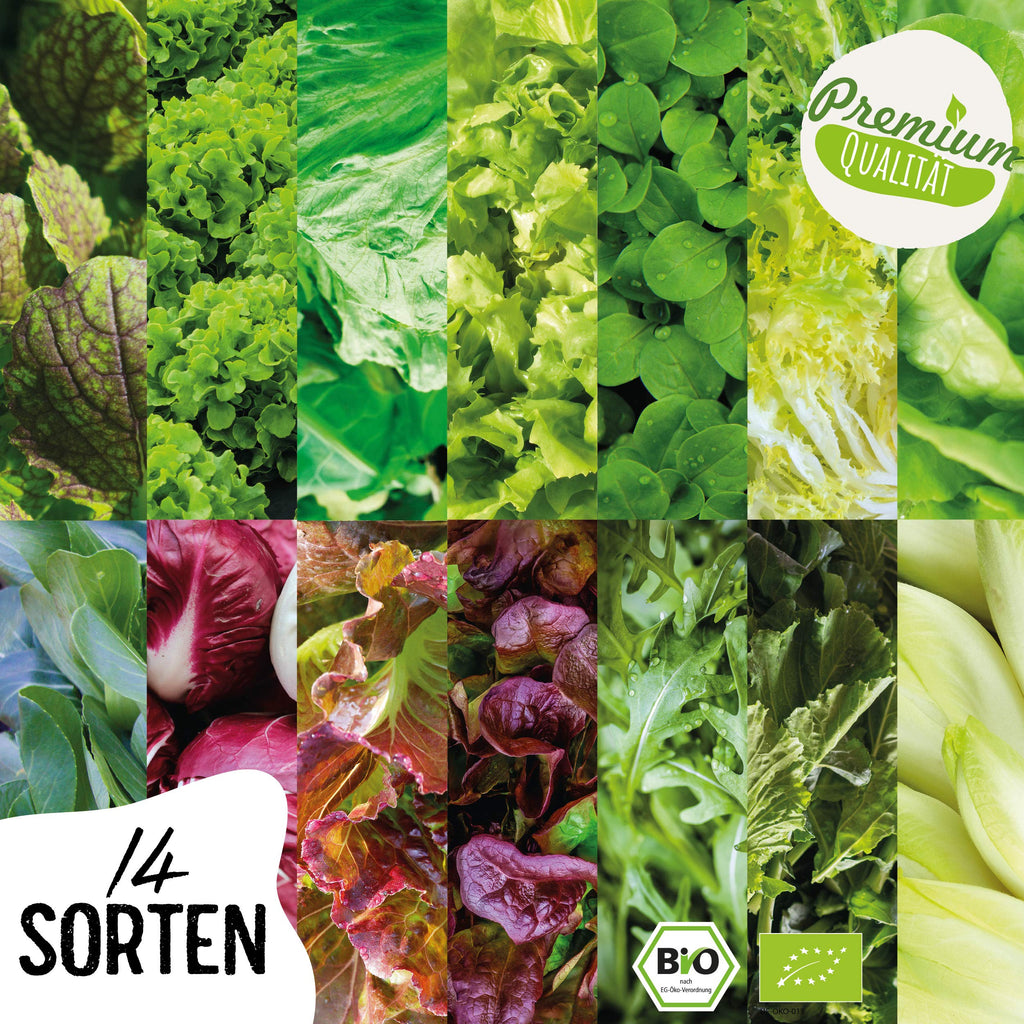 BIO Salat Samen Set