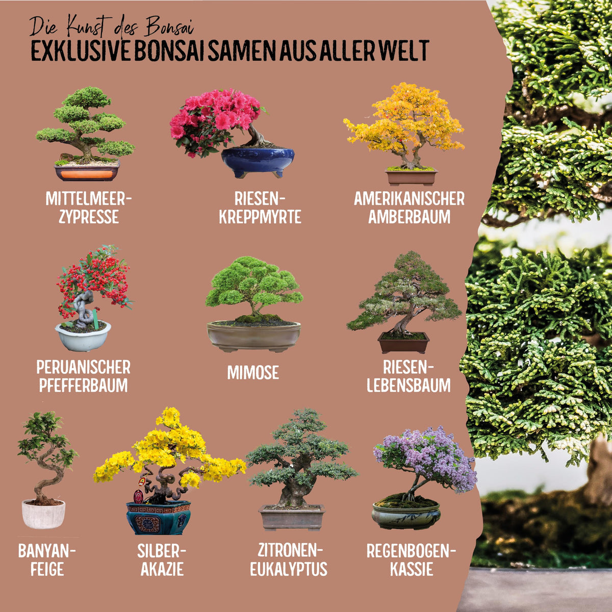 Bonsai Samen aus 5 Kontinenten