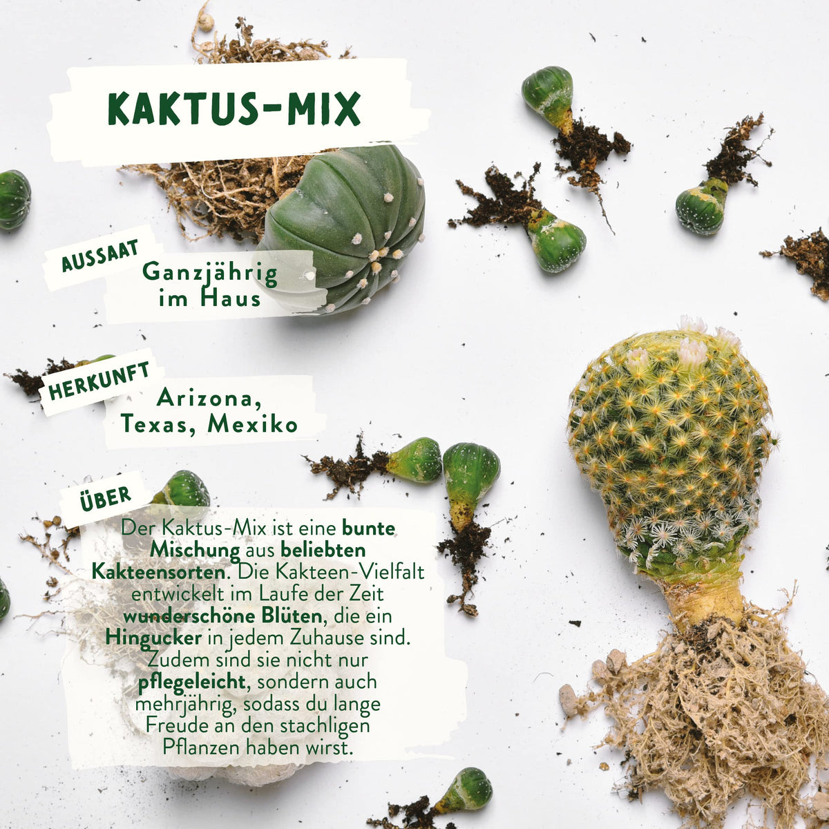 Kaktus Samen