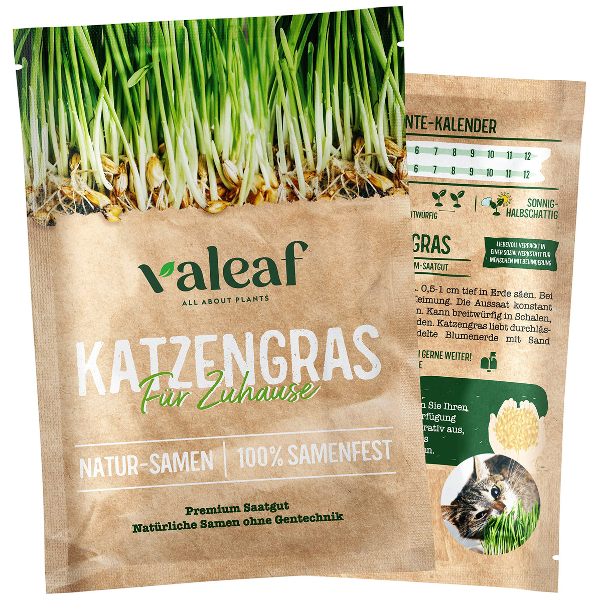 Katzengras Samen