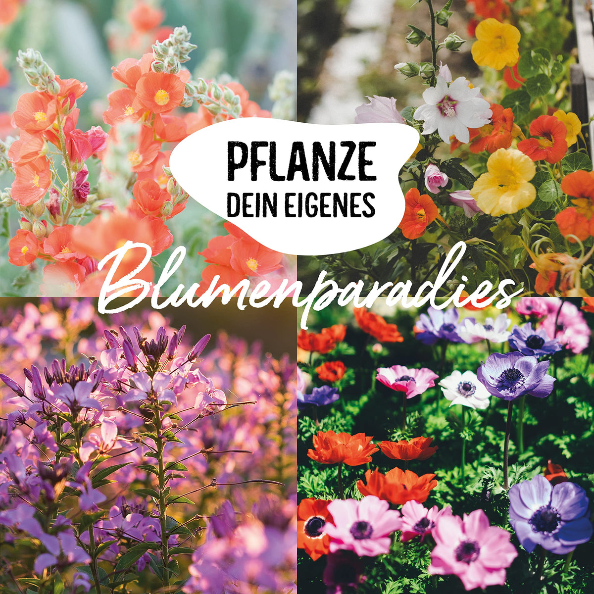 BIO Blumen Samen Set – Bunte Blumen