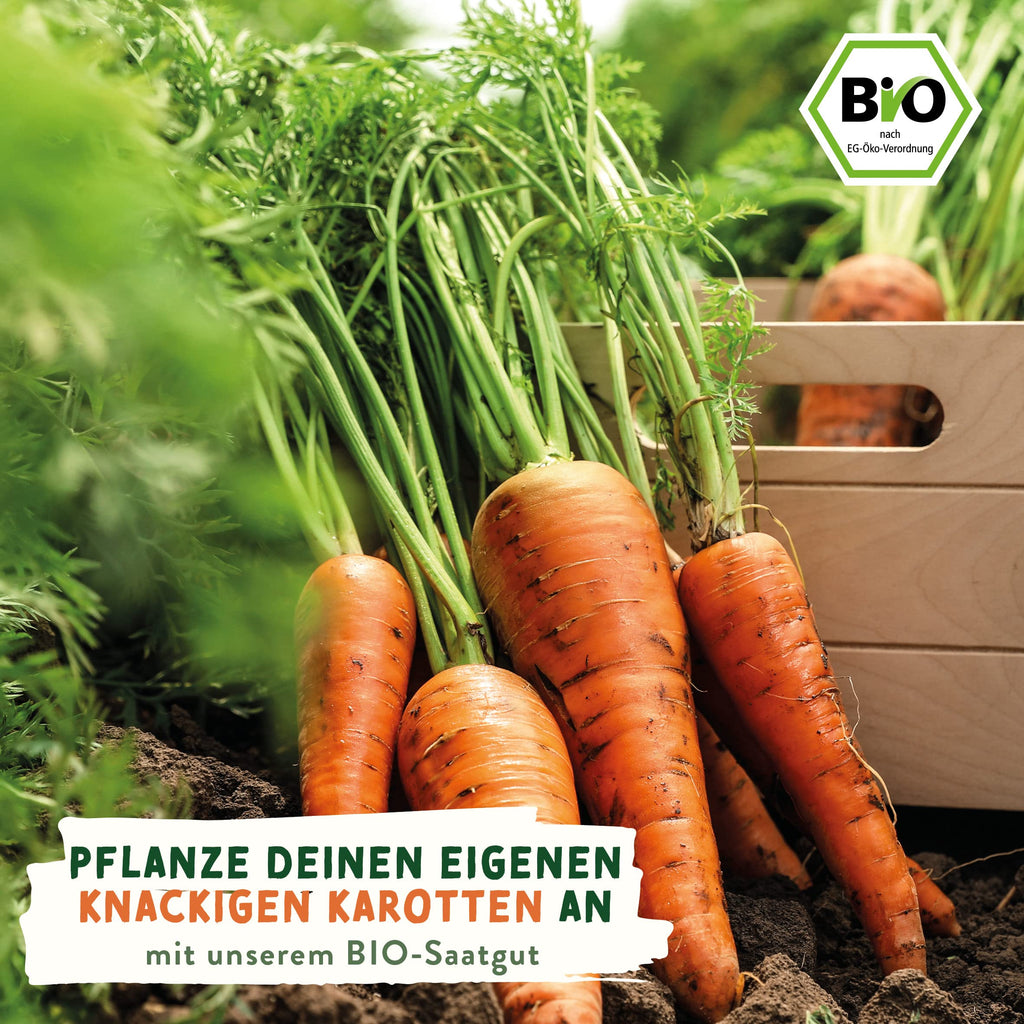 BIO Gemüse Samen – Einzeltütchen