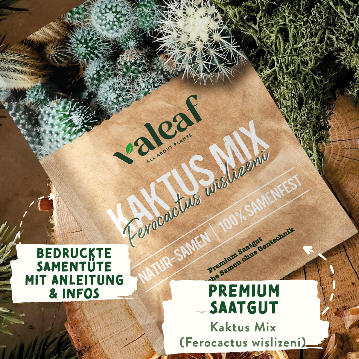 Kaktus Samen