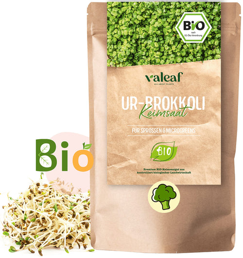 BIO Brokkoli Keimsaat