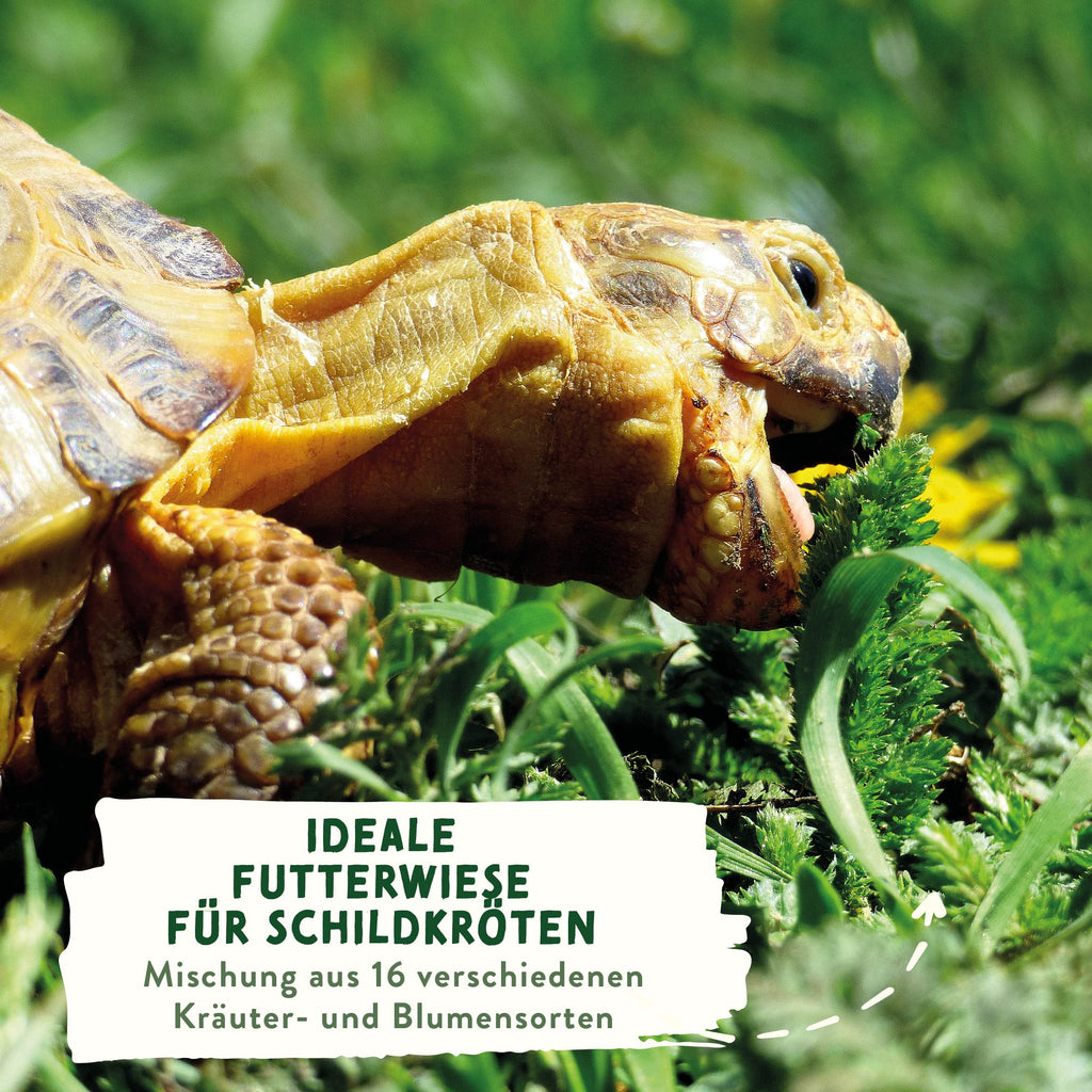 Schildkröten Samenmischung