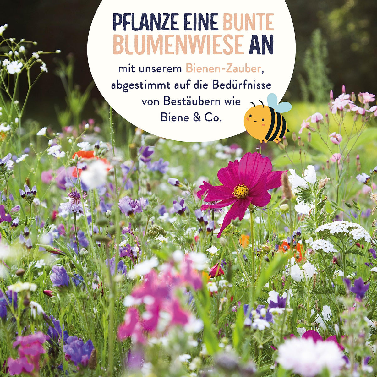 Blumenwiese Samen – bienenfreundlich