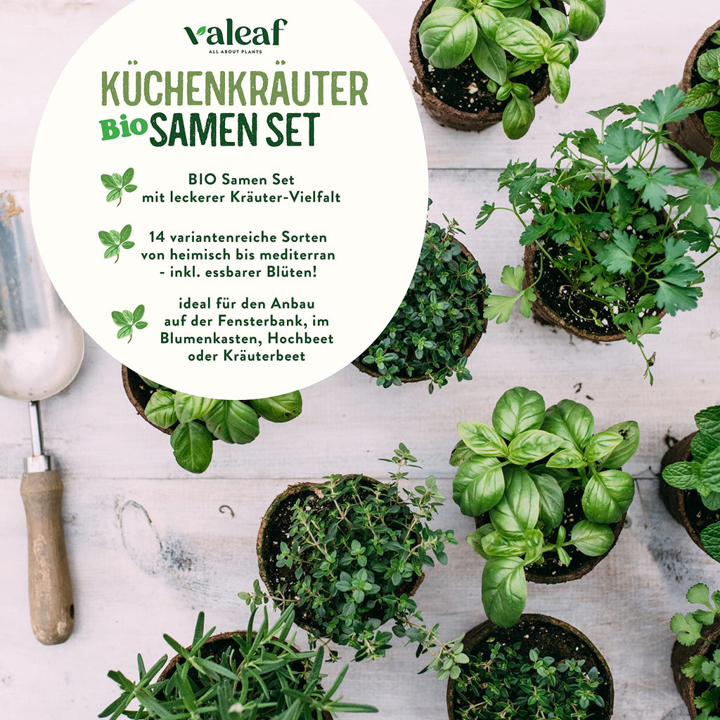 BIO Kräuter Samen Set