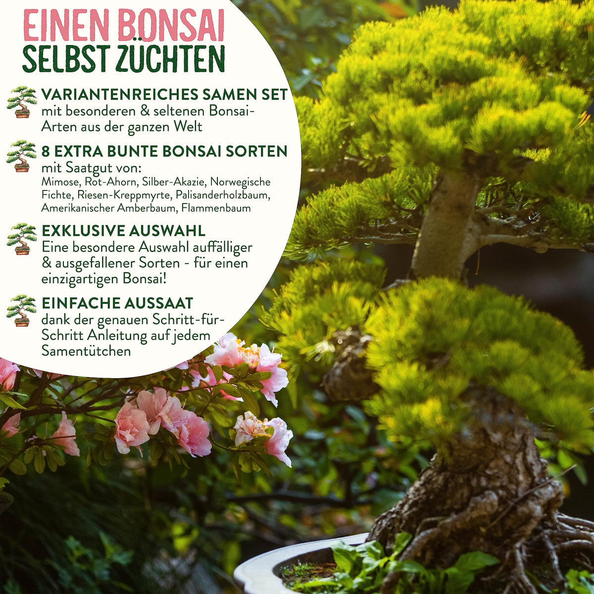 Bunte Bonsai Samen Set
