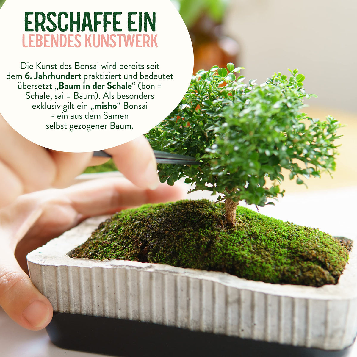 Bonsai Starter Kit Japanische Schwarzkiefer