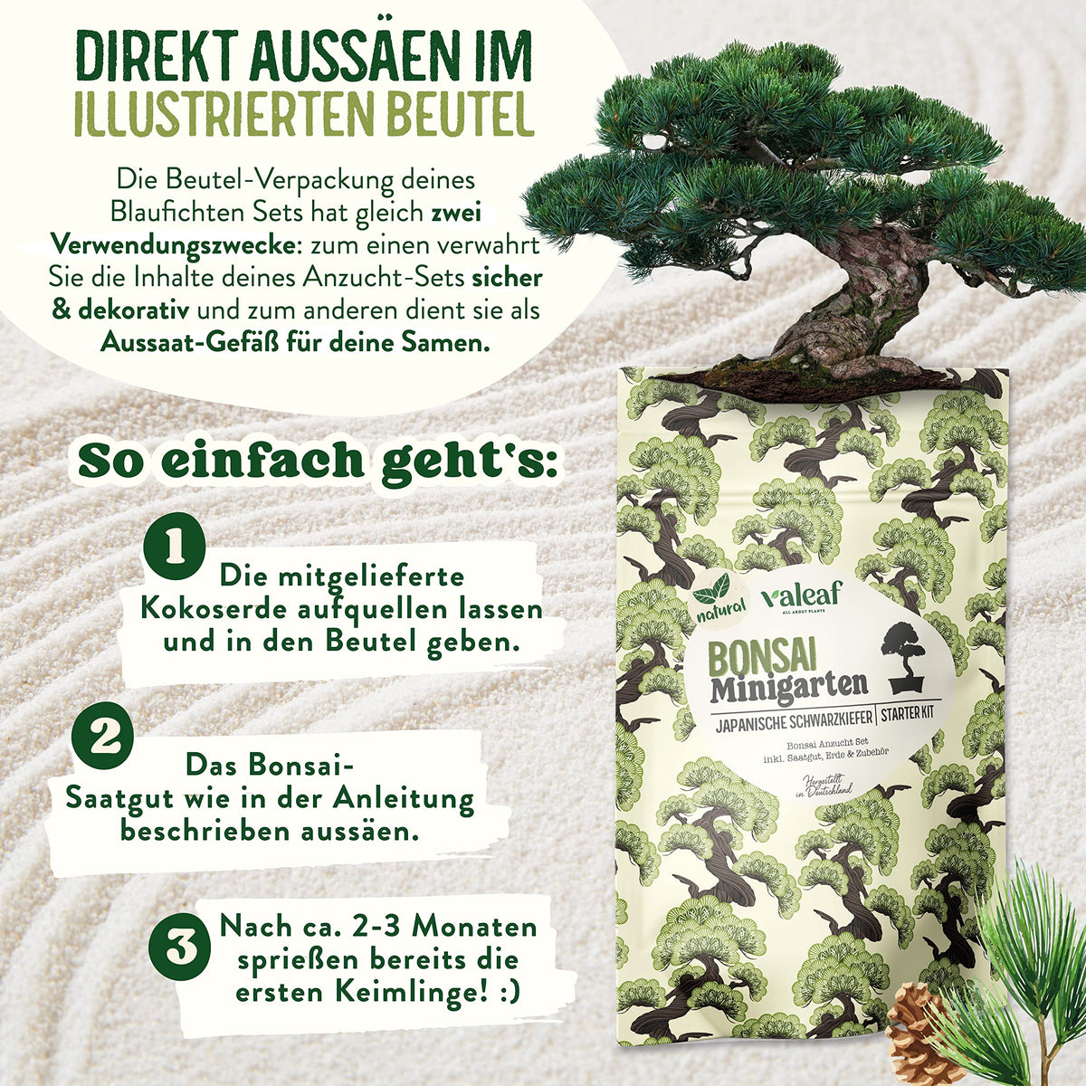 Bonsai Starter Kit Japanische Schwarzkiefer