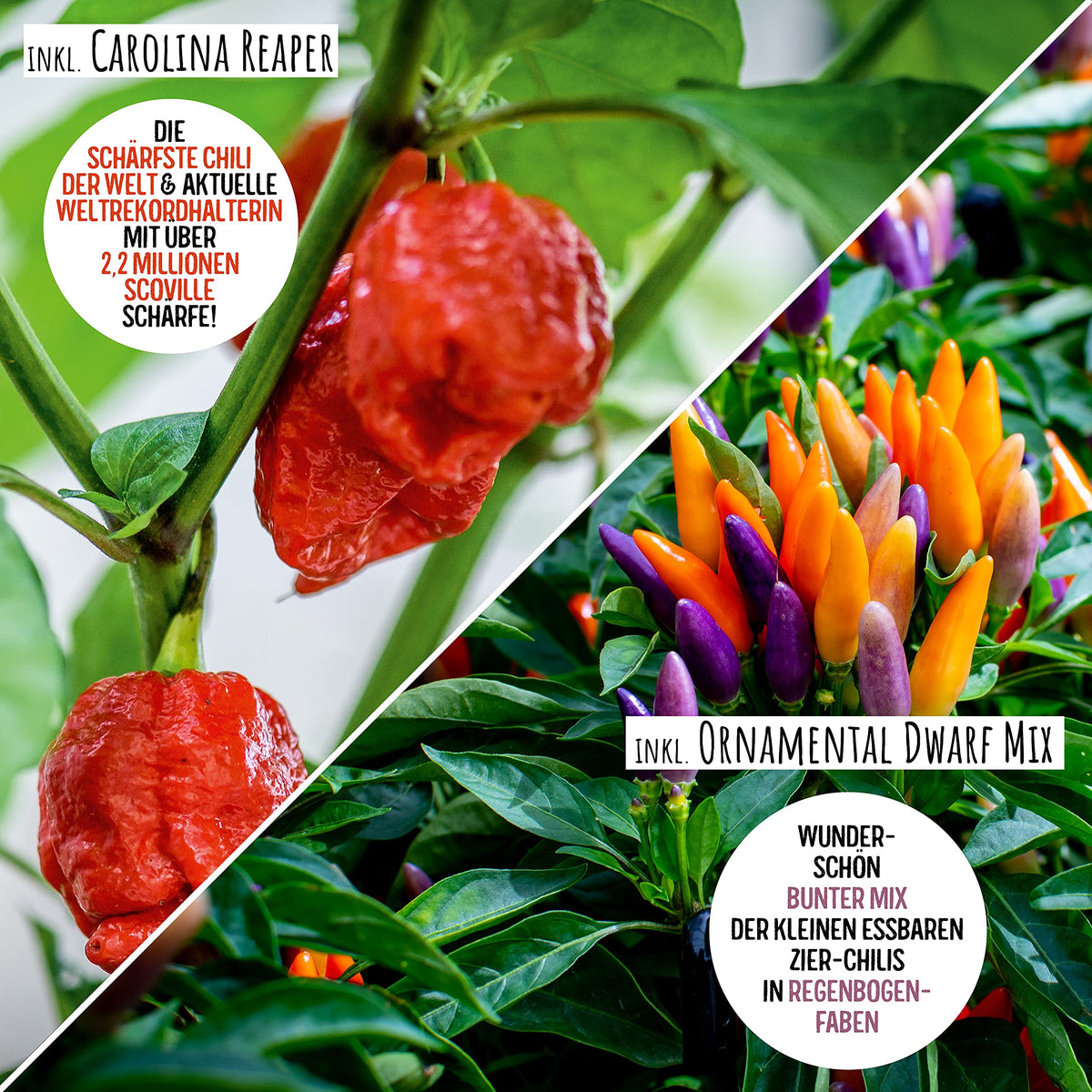 Chili Samen Set